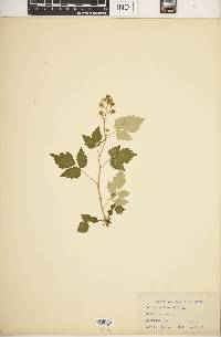 Rubus occidentalis image