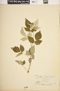 Rubus occidentalis image