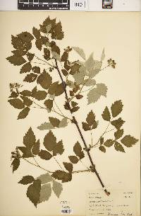 Rubus occidentalis image