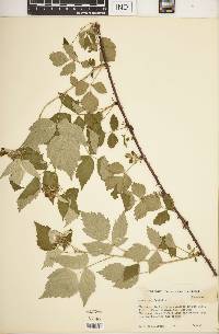 Rubus occidentalis image