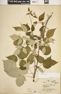 Rubus occidentalis image