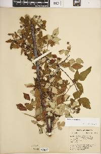 Rubus occidentalis image