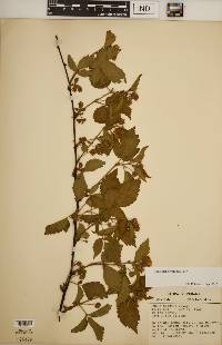 Rubus frondosus image