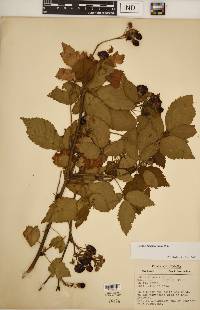 Rubus revealii image