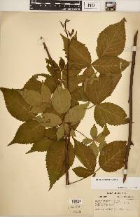 Rubus revealii image