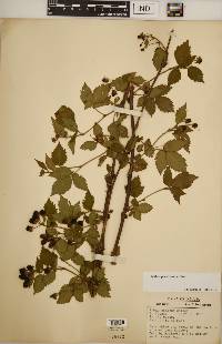 Rubus revealii image