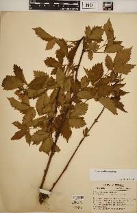 Rubus recurvans image