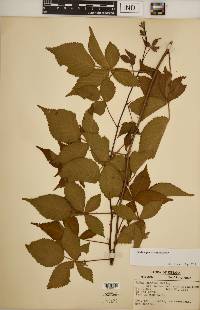 Rubus revealii image