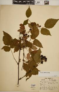 Rubus revealii image
