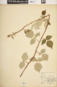 Rubus phoenicolasius image