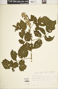 Rubus pinnatus image