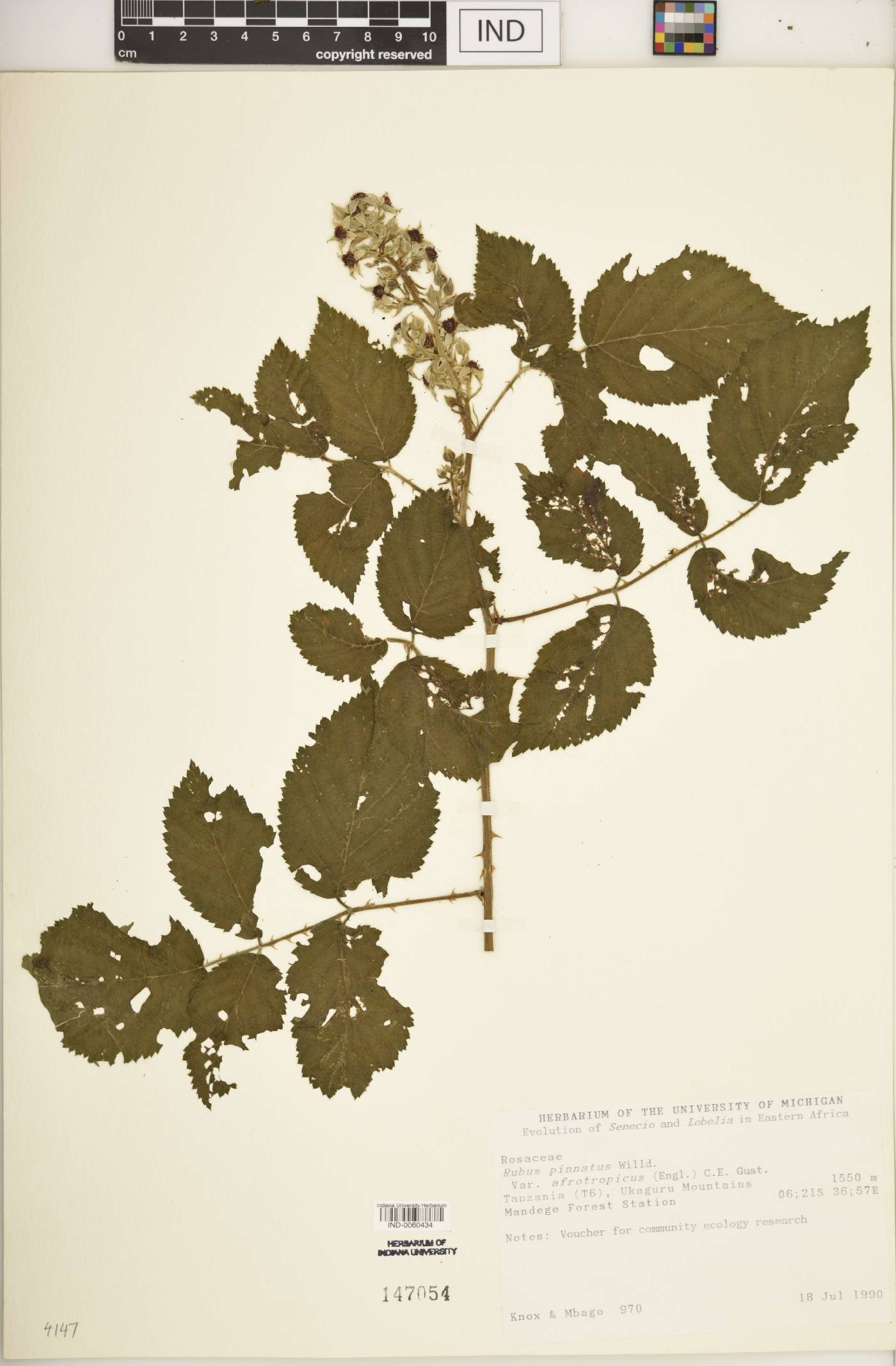 Rubus pinnatus image