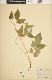 Rubus pubescens image