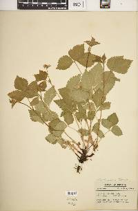 Rubus pubescens image