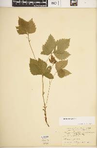 Rubus pubescens image