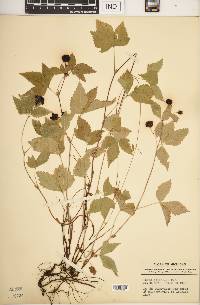 Rubus pubescens image