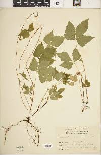 Rubus pubescens image