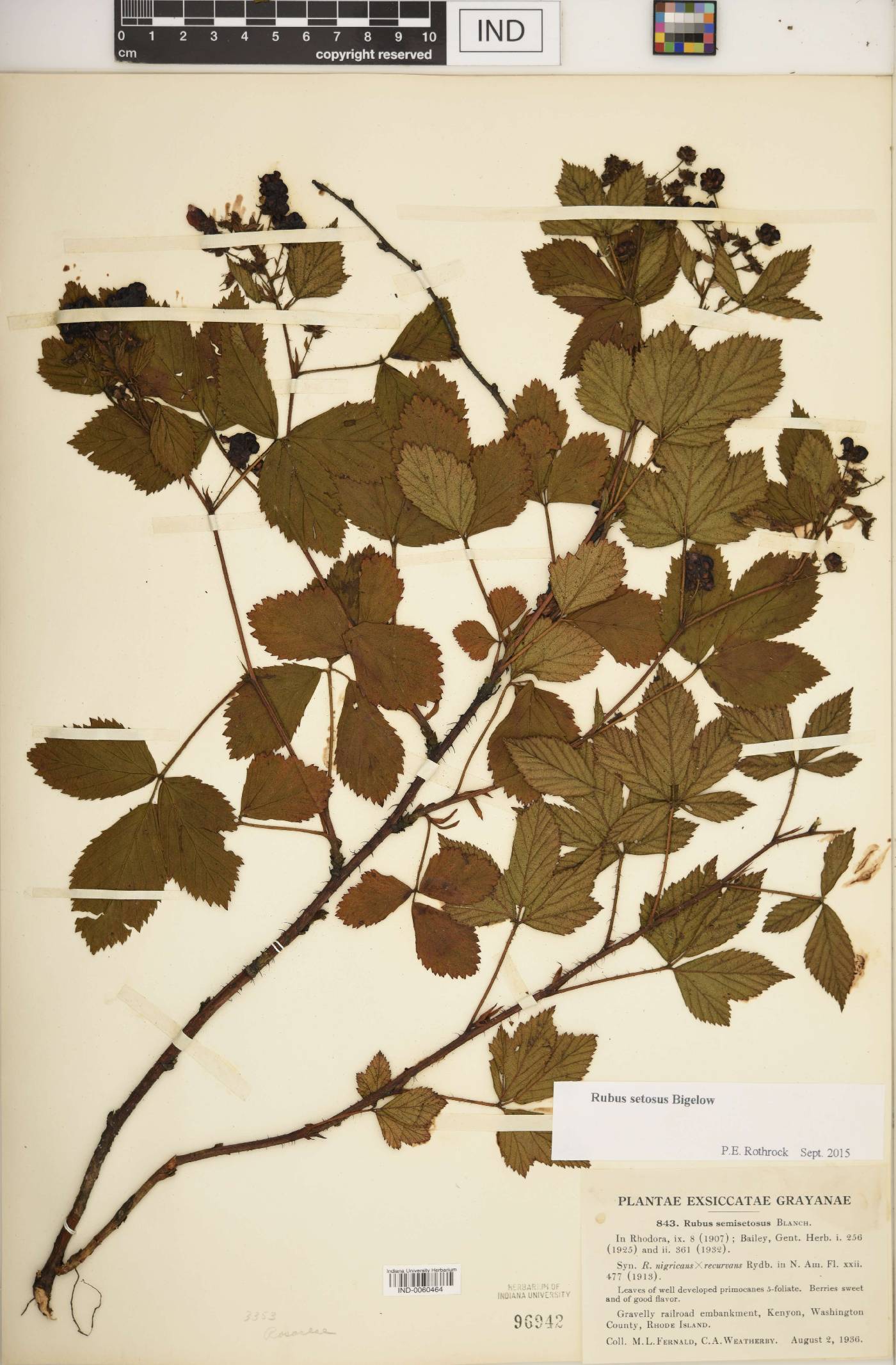 Rubus setosus image