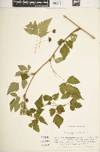 Rubus spectabilis image