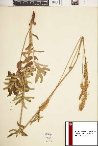 Sanguisorba canadensis image