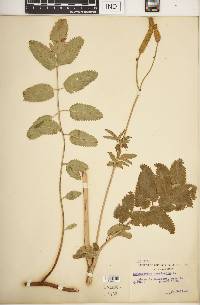 Sanguisorba canadensis image