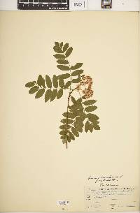 Sorbus aucuparia image