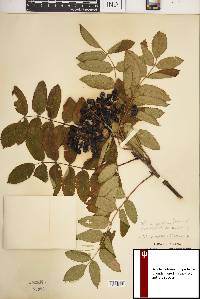 Sorbus decora image