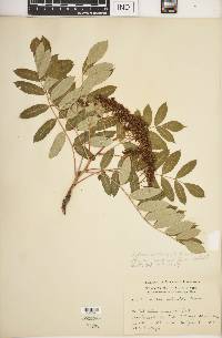 Sorbus decora image