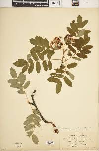 Sorbus decora image