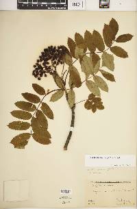 Sorbus decora image