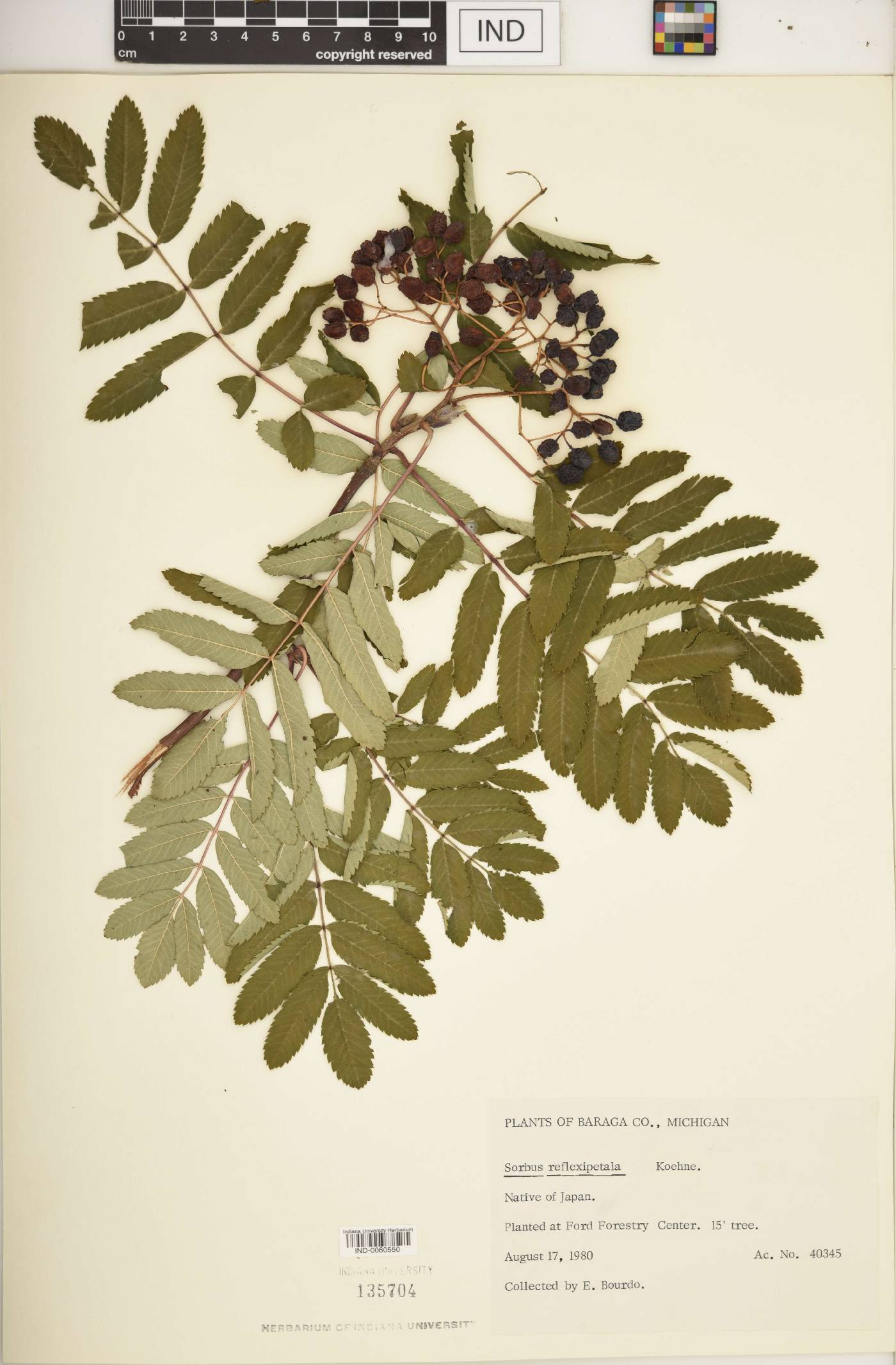 Sorbus reflexipetala image