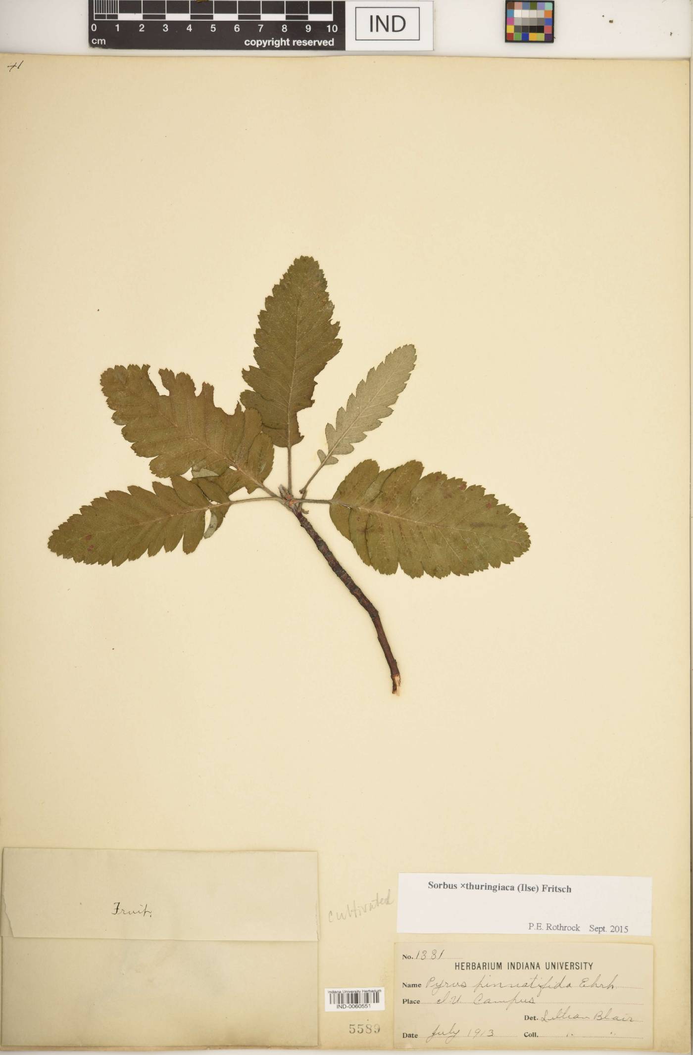 Sorbus × thuringiaca image