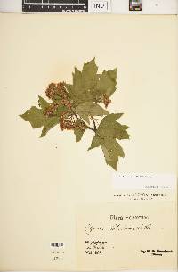 Sorbus torminalis image