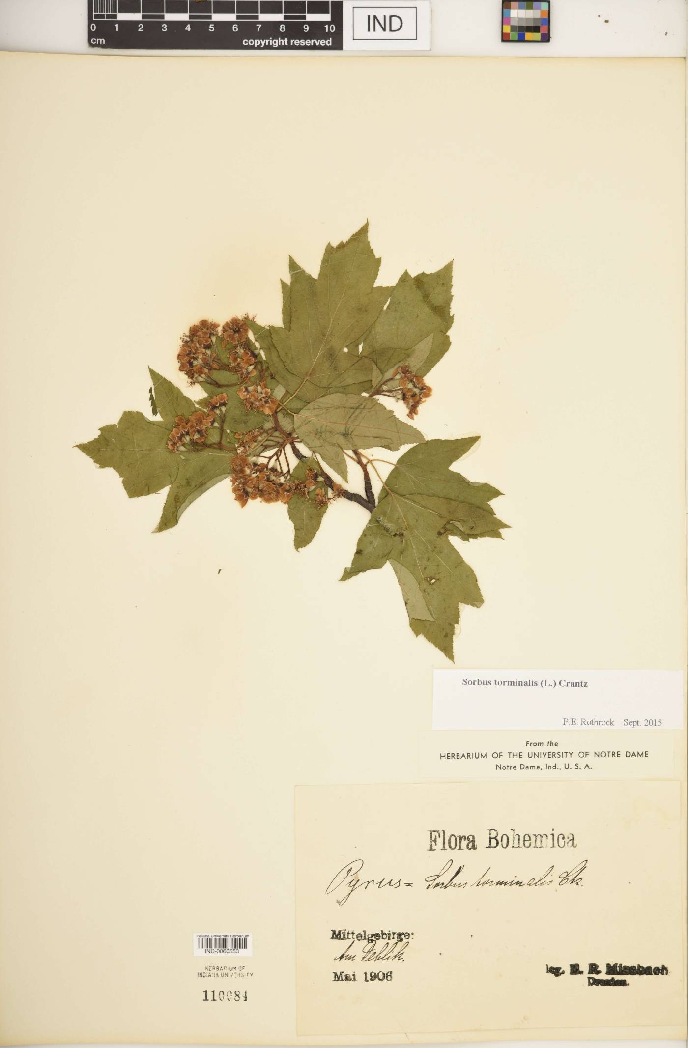 Sorbus torminalis image