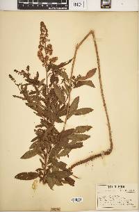 Spiraea alba image