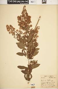 Spiraea alba image