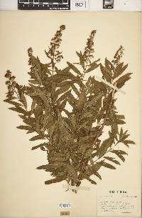 Spiraea alba image