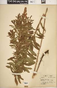 Spiraea alba image