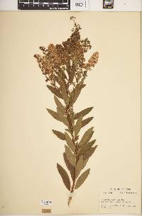 Spiraea alba image