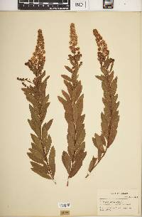 Spiraea alba image