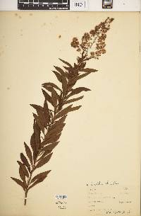 Spiraea alba image