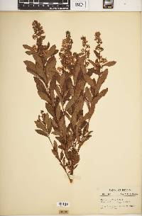 Spiraea alba image