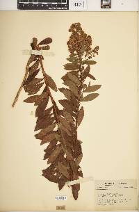 Spiraea alba image