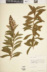 Spiraea alba image