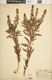 Spiraea alba image