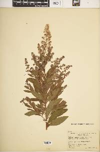 Spiraea alba var. alba image