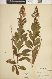 Spiraea alba image