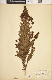 Spiraea alba image