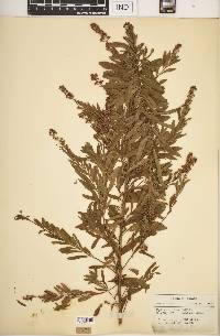 Spiraea alba image