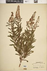 Spiraea alba image